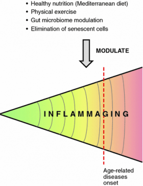 INFLAMMAGING - Dott. Paolo Queirazza 